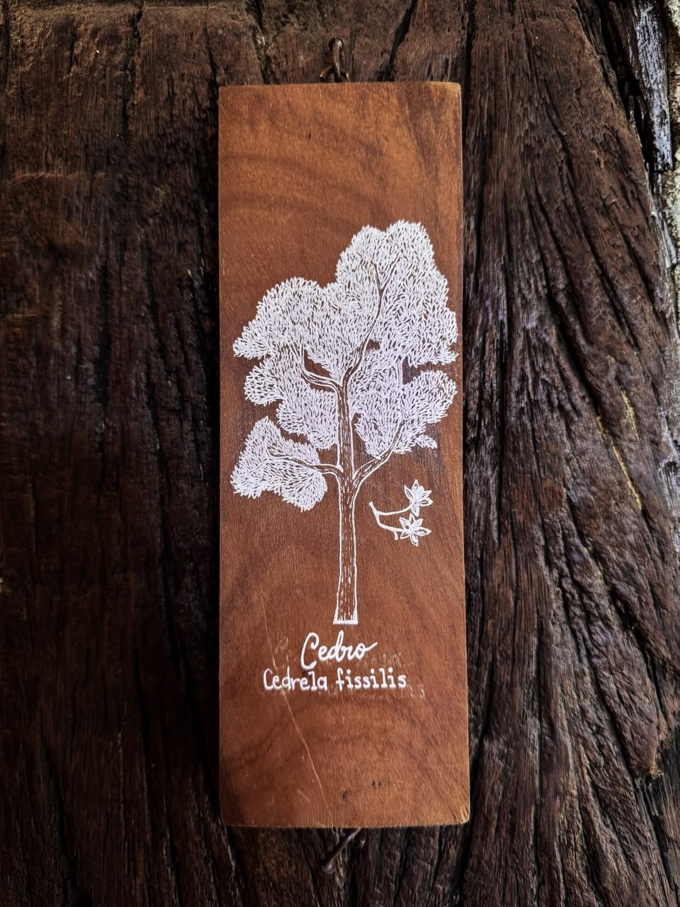 Placa de madeira da Suíte Cedro, com o nome científico