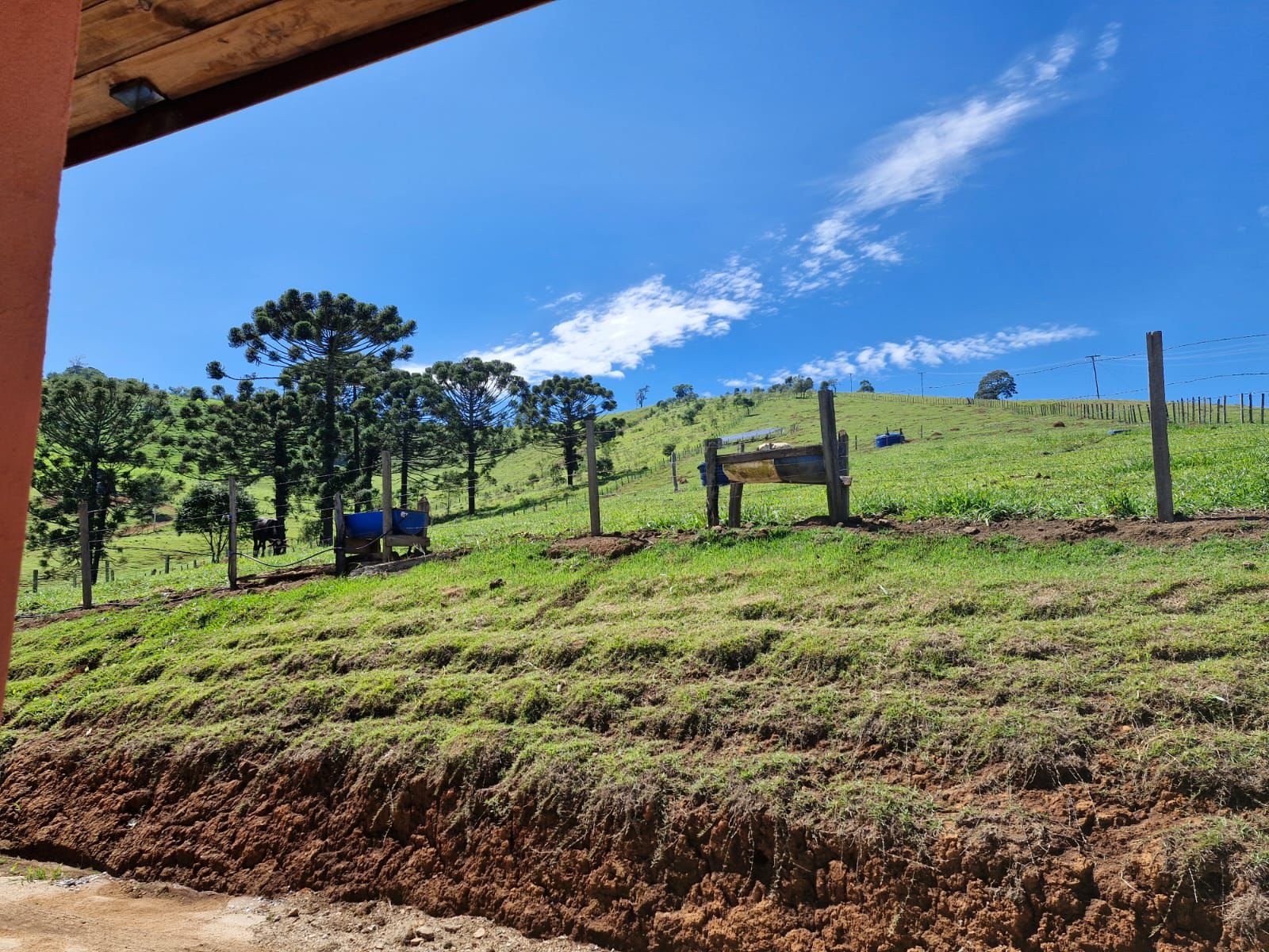 Pasto aberto com araucárias ao fundo, sob o céu azul