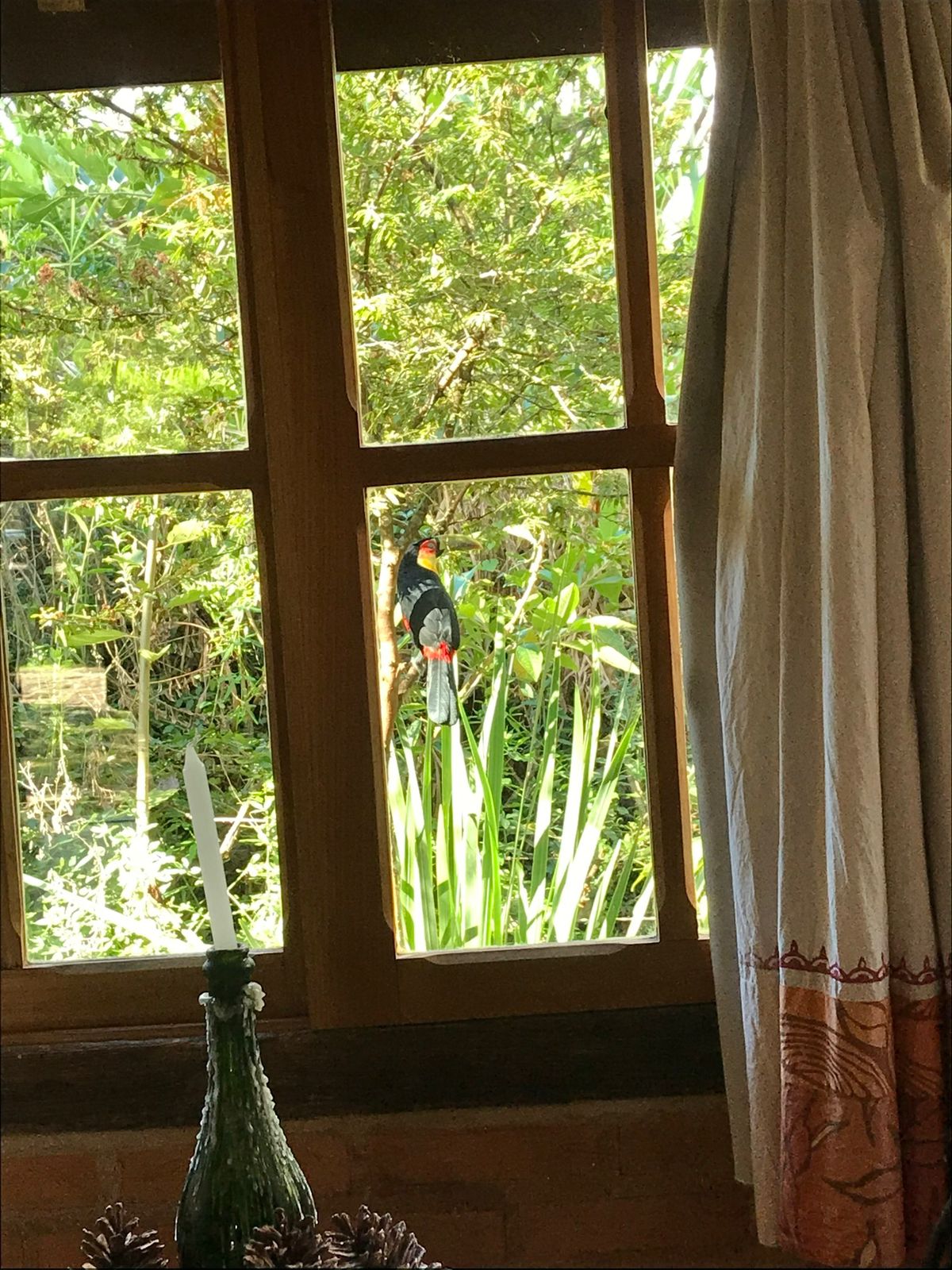 Tucano pousado no galho diante da janela do chalé