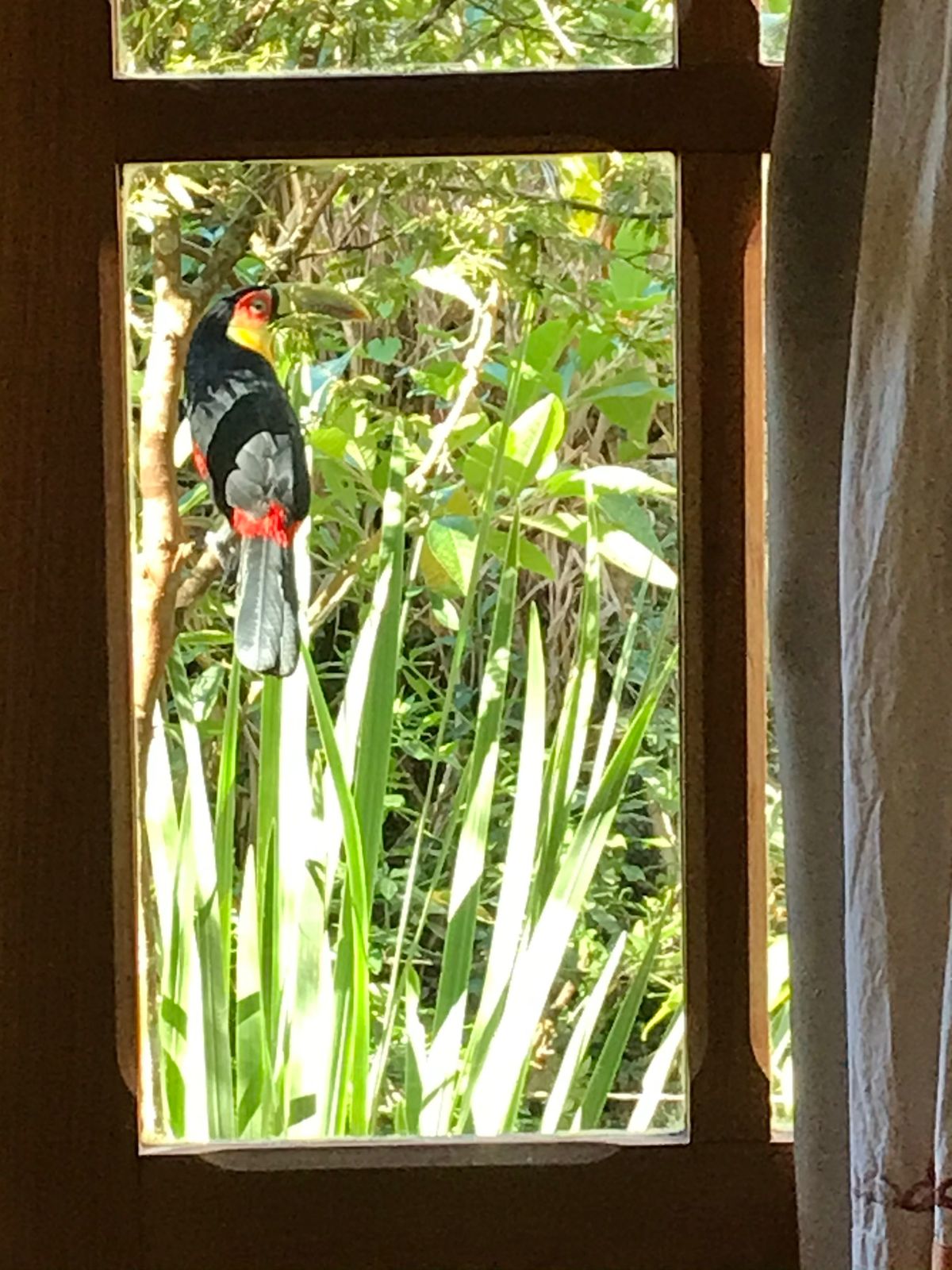 Tucano visto de perto pela janela