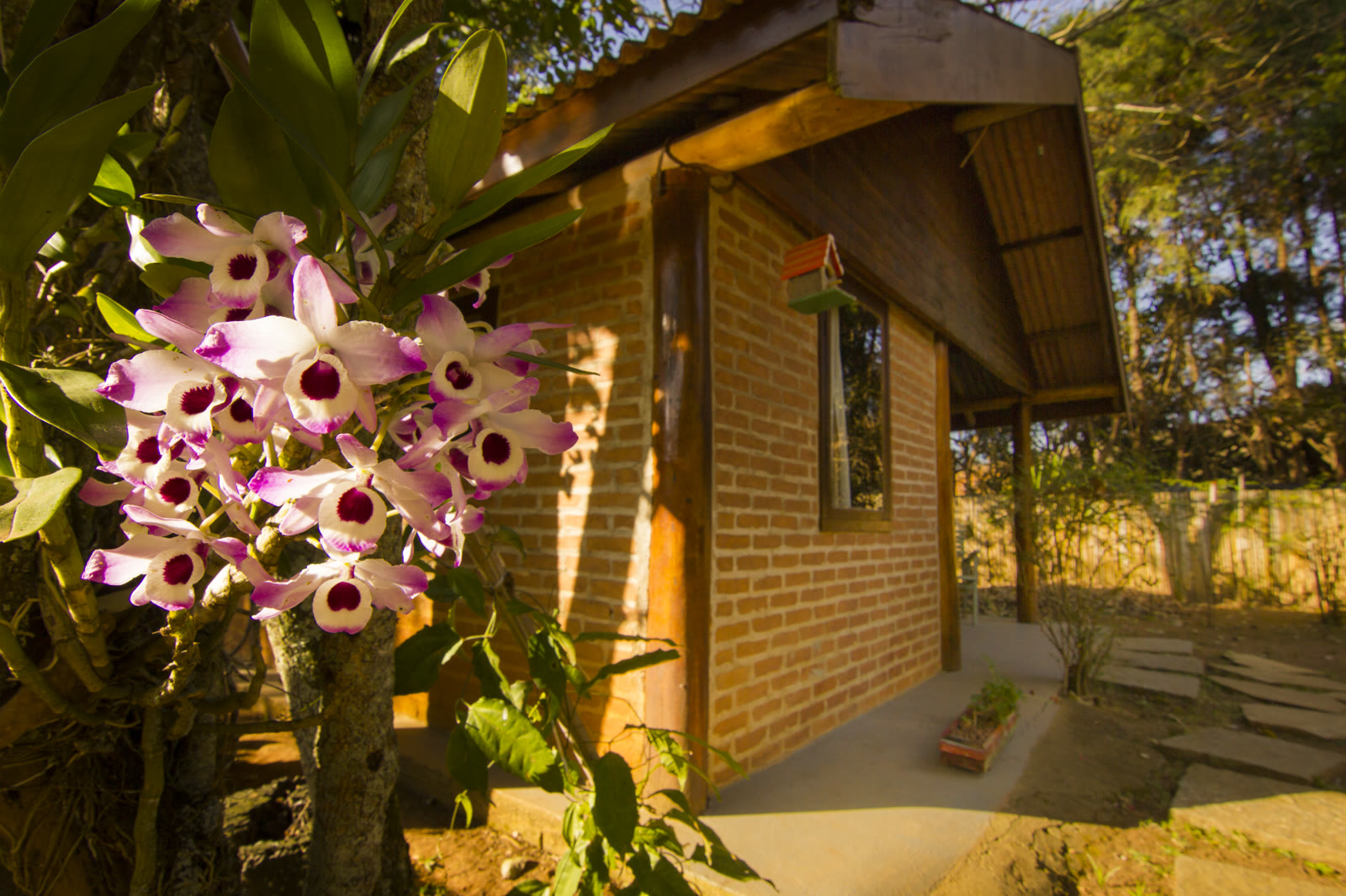 Orquídeas floridas diante da parede de tijolo de um chalé