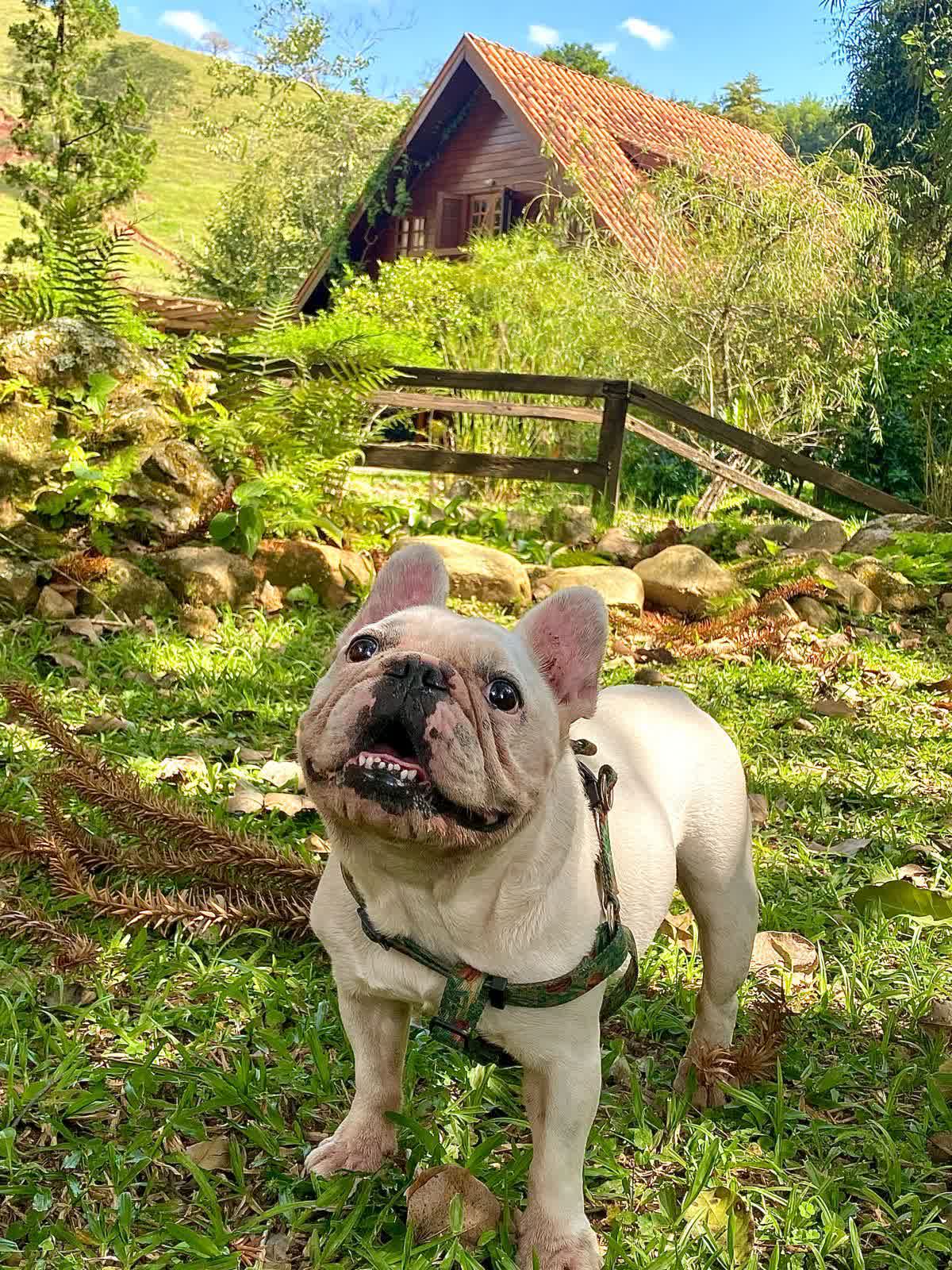 Cachorro hóspede em frente ao chalé