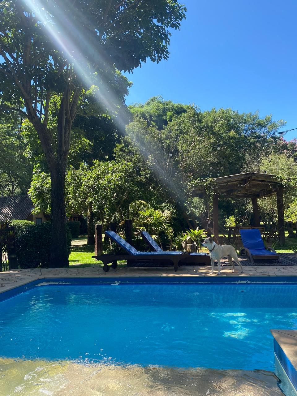 Cachorro hóspede na beira da piscina, com o pergolado ao fundo